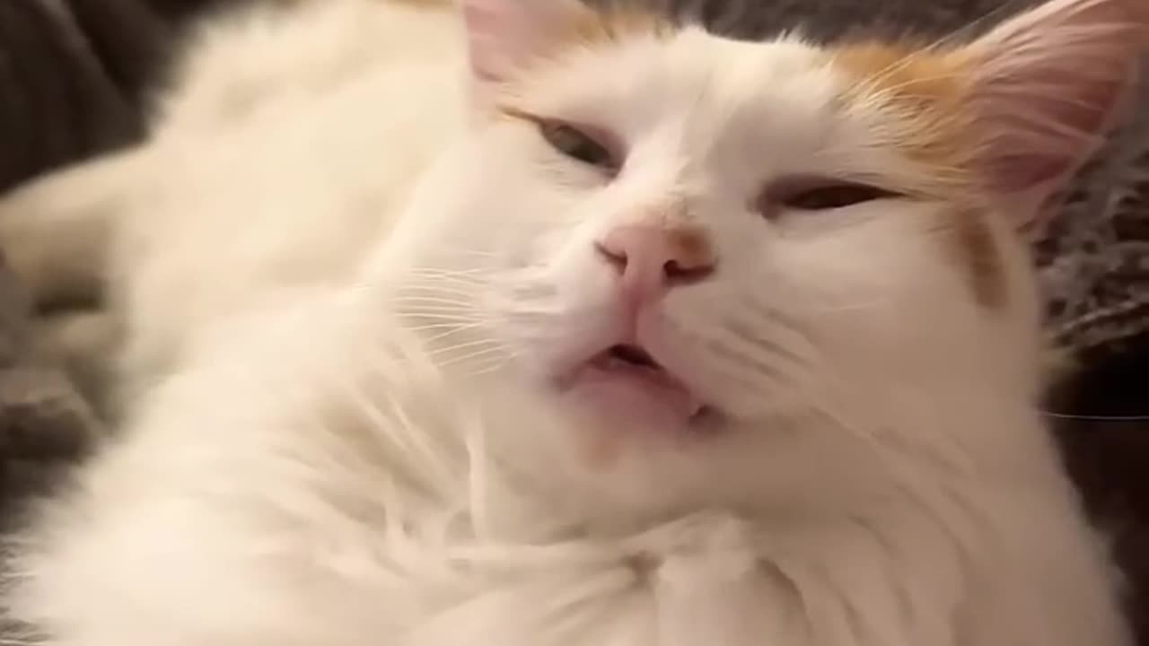 Cat slipping🐱 my lovely baby