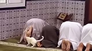 😹🏠 Watch This Kitty Claim Its Territory in Hilarious Fashion! | FunFM