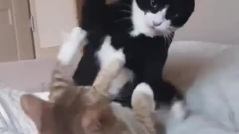 Cat WWE🥊(perfect body technique)