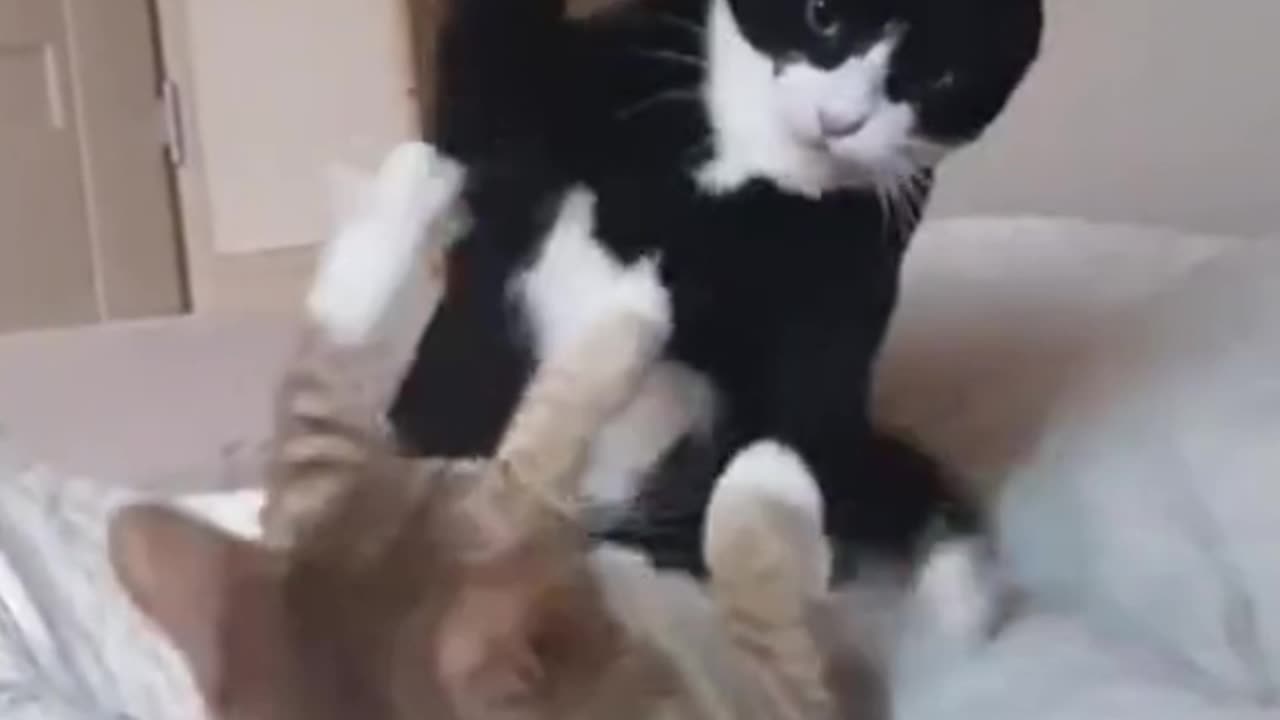 Cat WWE🥊(perfect body technique)