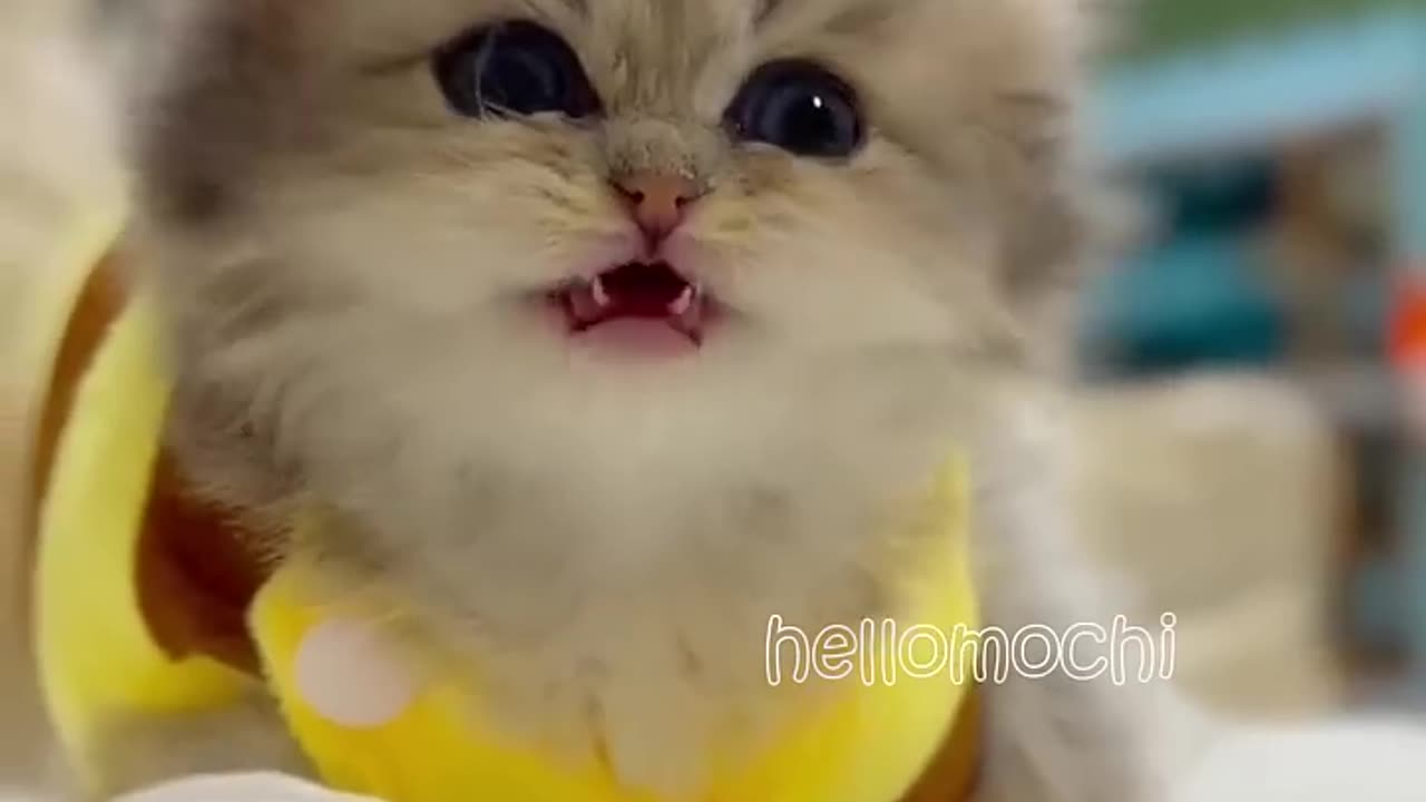 Adorable Baby Kitten Enjoying A Milk Break! 🐱💕✨ #cat