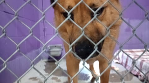 Karlo Gus 4y Pet Id 948033 kennel 25 HSSAZ shelter ~choosy, like many enjoys dried banana20251114397