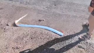 SEE IT! The rarely seen deep-sea known as an 'oarfish' has washed ashore in Mexico!