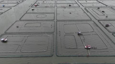 China's hairy crab farmers face losses after a long summer