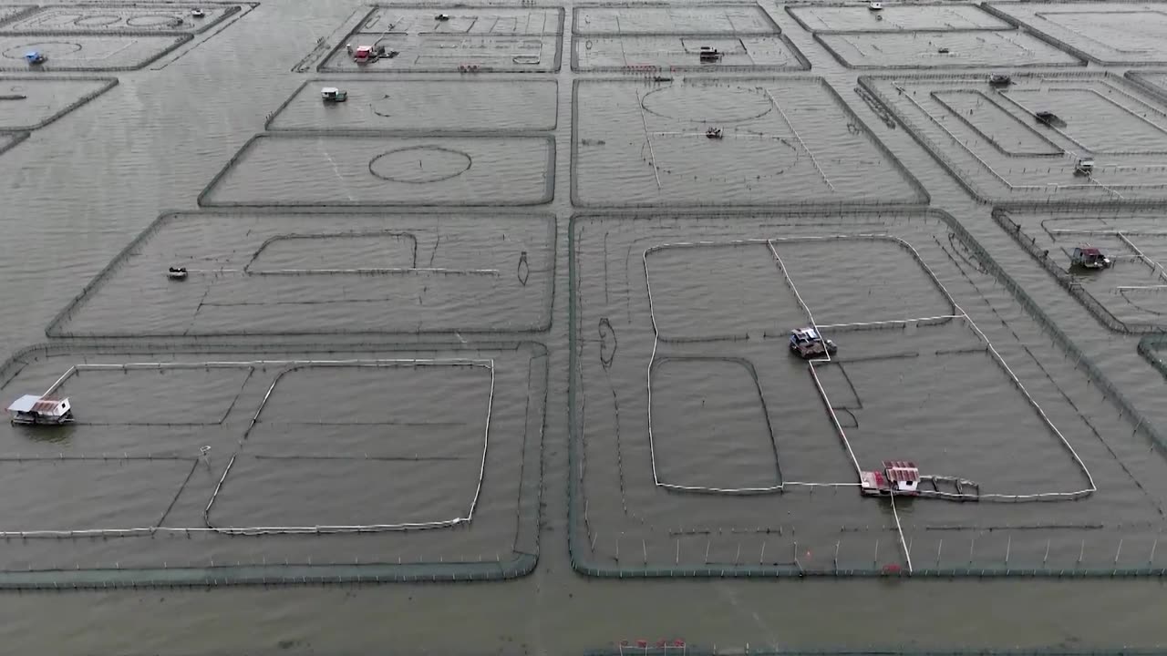 China's hairy crab farmers face losses after a long summer