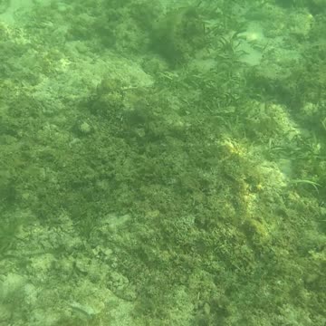 Snorkeling Morning!!