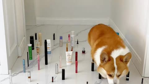 "Doggy Obstacle Avoidance Challenge, see who's the smartest."