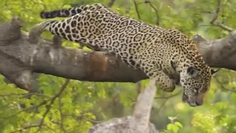 Jaguar hunting an alligator from above