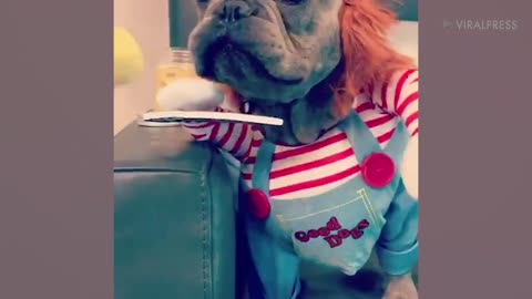 French Bulldog Puppy Dressed As Chucky