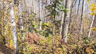 Discovering the Green Oak_ Why Variety is the Spice of Life #livingoffgrid #homesteading