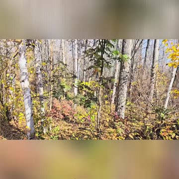 Discovering the Green Oak_ Why Variety is the Spice of Life #livingoffgrid #homesteading