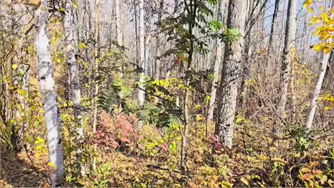 Discovering the Green Oak_ Why Variety is the Spice of Life #livingoffgrid #homesteading