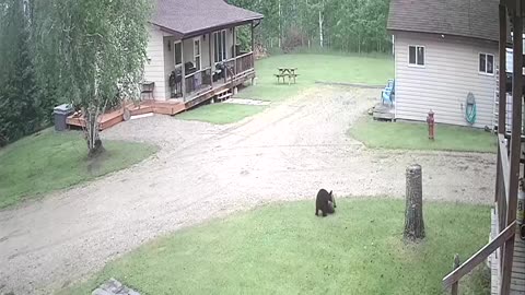Bear Cubs Roughhousing in the Front Yard