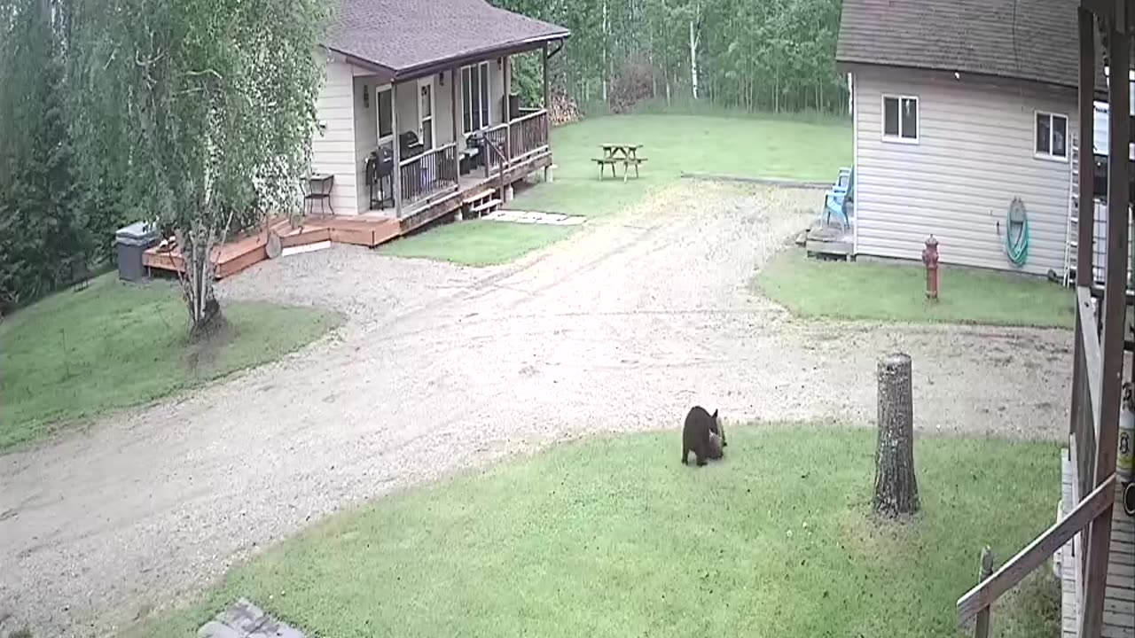 Bear Cubs Roughhousing in the Front Yard