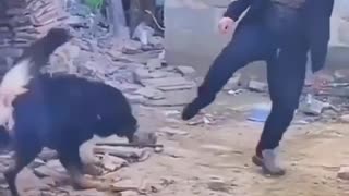 😂🐕 You Won't Believe This Epic Dog Intimidation Fail! | FunFM