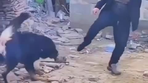 😂🐕 You Won't Believe This Epic Dog Intimidation Fail! | FunFM