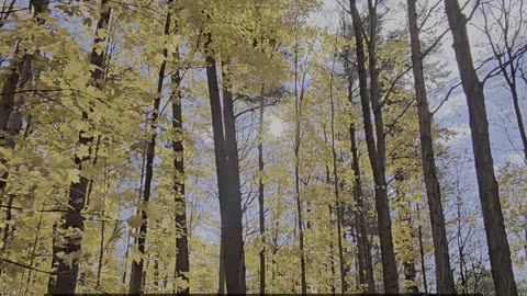 Daily Horoscope | Leo 🌟