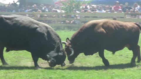 Jablan od Lapandića vs Putalj od Karahmetovića Buk 2025