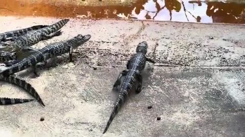 Black Baby Alligators