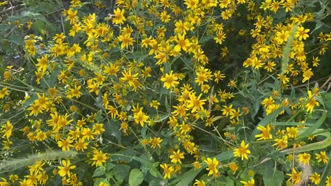 Flower Power! Birds and the Bees ❤️ watering my Mexican Sunflowers!
