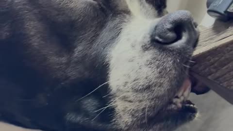 Dog Sleeps With Nose Pressed Against Night Stand