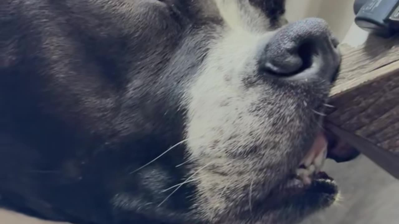 Dog Sleeps With Nose Pressed Against Night Stand