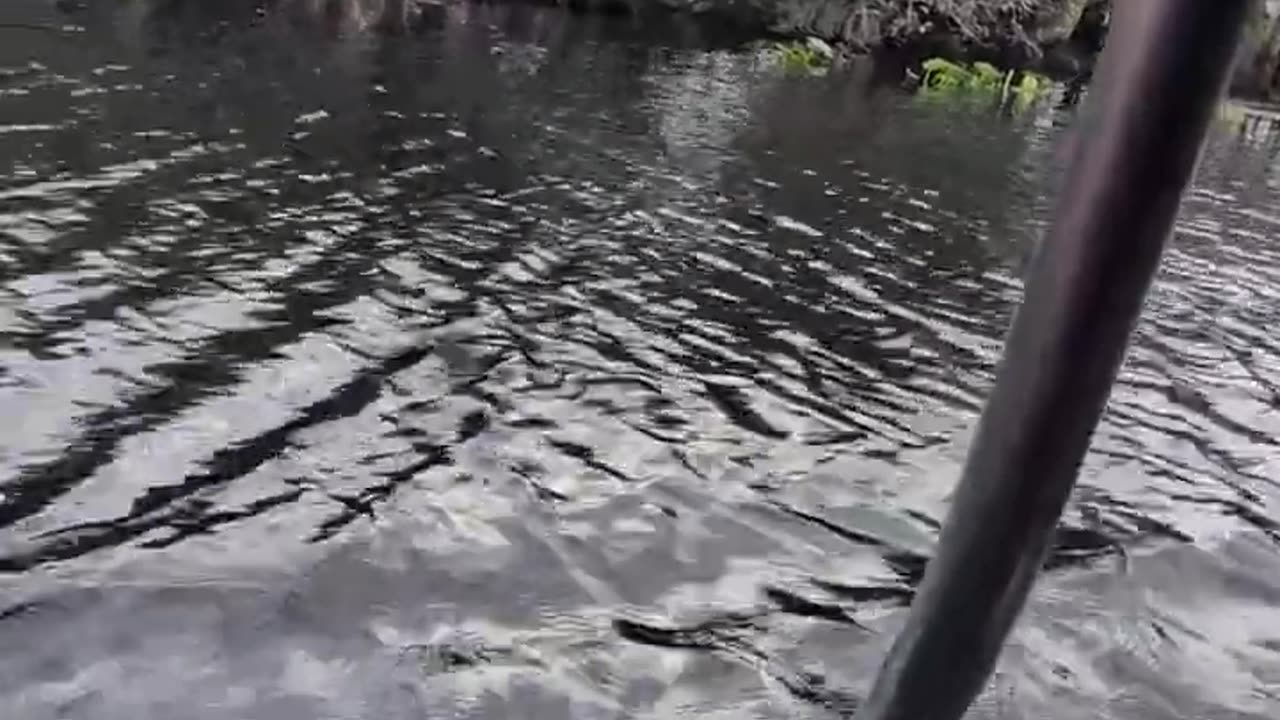 Riding on Speedboat in Swamp