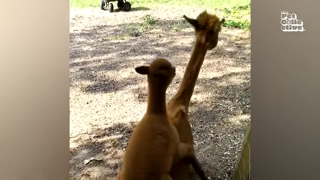 Funny animal video