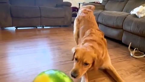 Dog vs Watermelon Challenge 🍉🐕 | You Won’t Believe the End!