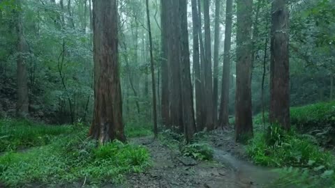 The stream in the forest is raining