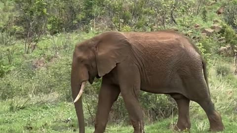 African Elephant Walking in Lush Greenery #animals