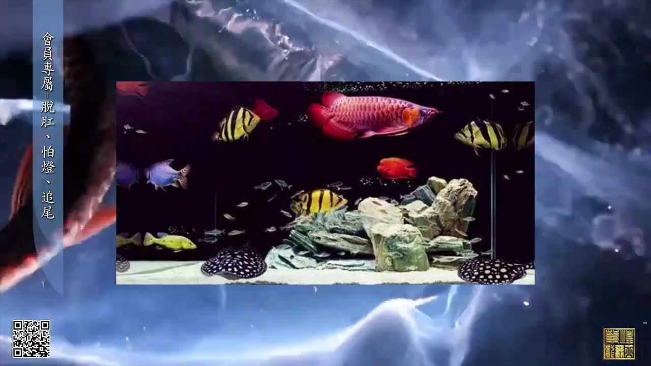 【龍爵士】YOUTUBE會員專屬-脫肛-怕燈-追尾 _水族_龍魚_進階會員