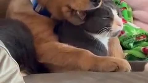 Friendships Between Cats and Dogs 😄