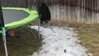 Amazing: Funniest Pet Fails of 2023