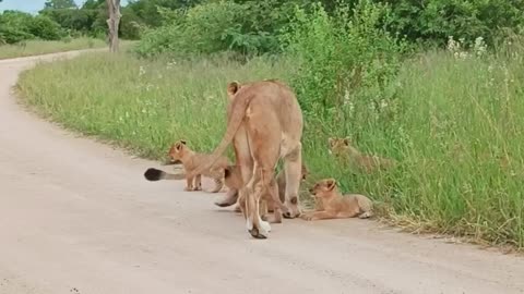 Kruger National Park -Lion cub helps mom call siblings!