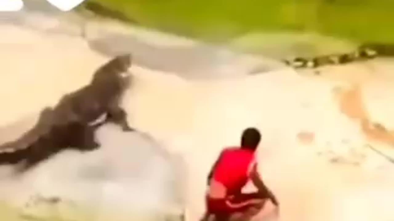 "The moment animals attack a human."