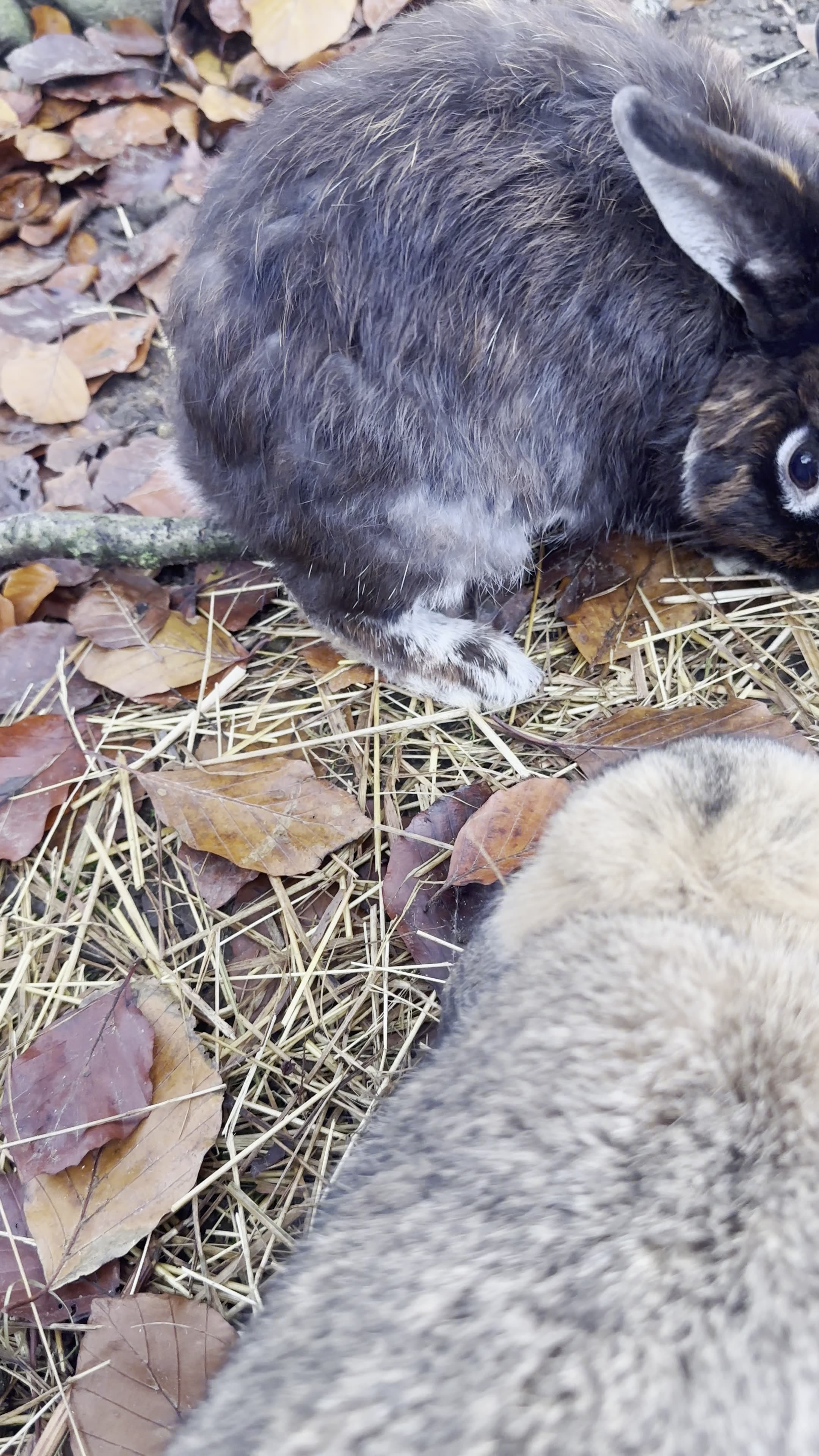 Bunnies snacking on fresh veggies! 🥕🐰
