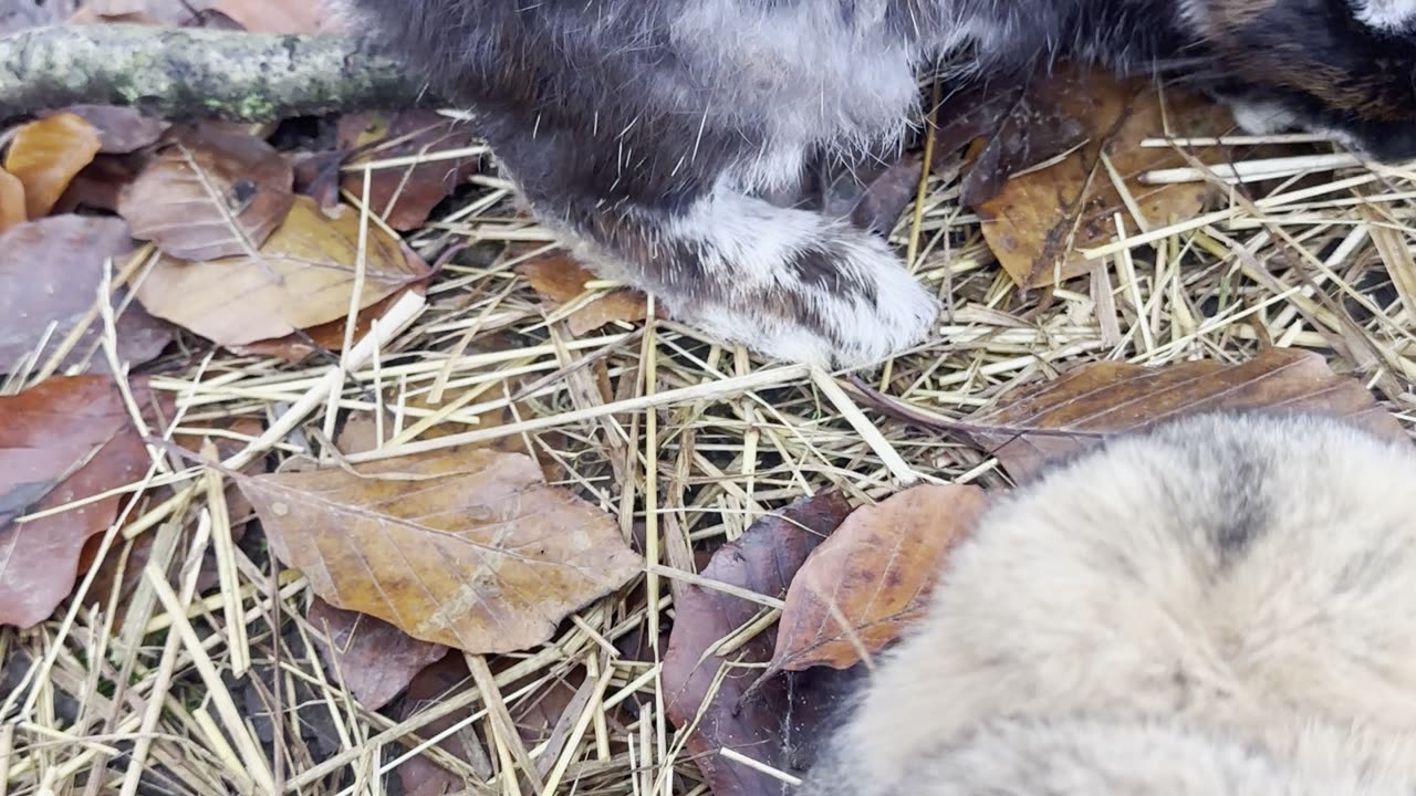 Bunnies snacking on fresh veggies! 🥕🐰