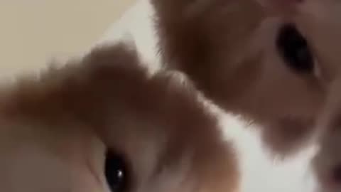 🤯🐱 Watch Kitties Take Over The World One Phone At A Time! | FeedMyCuriosity