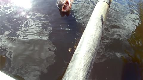 bowfin in the Waccamaw river