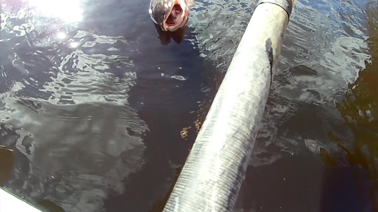 bowfin in the Waccamaw river