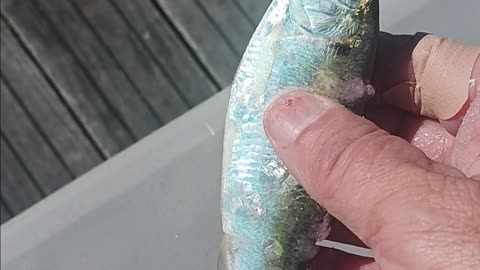 Shad baitfish.