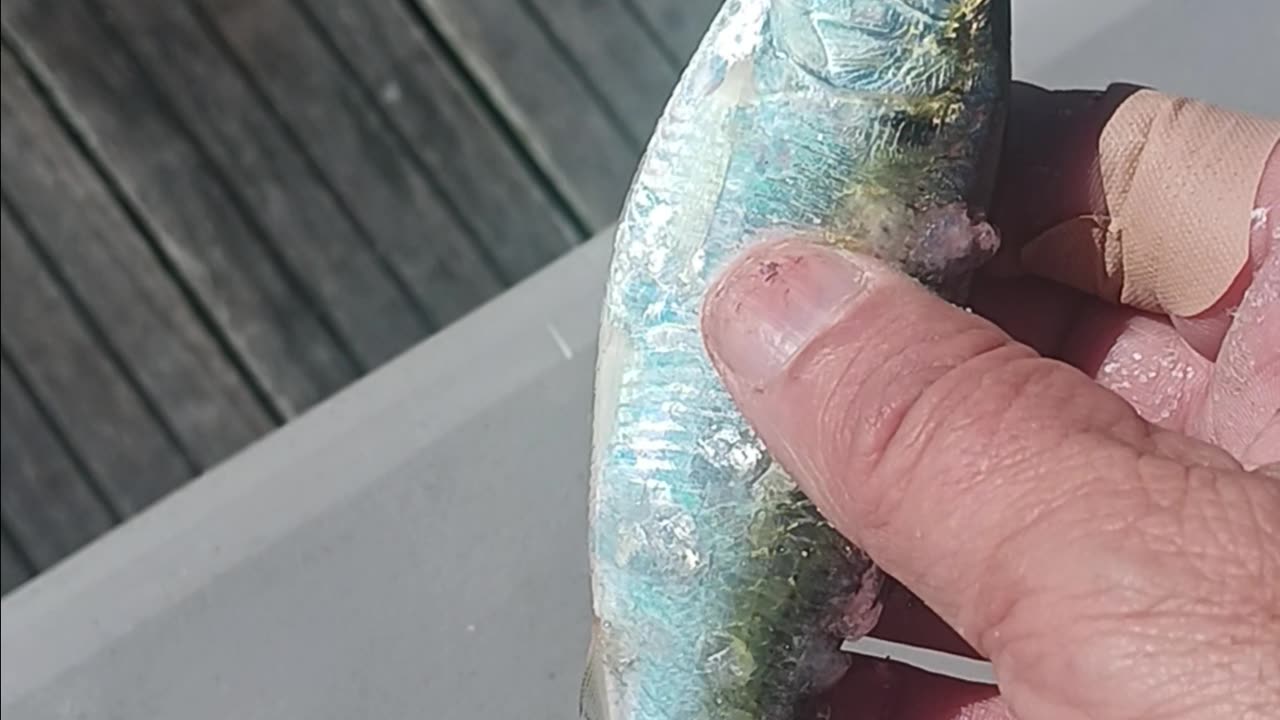 Shad baitfish.