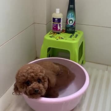 Bath Time with DuoDuo