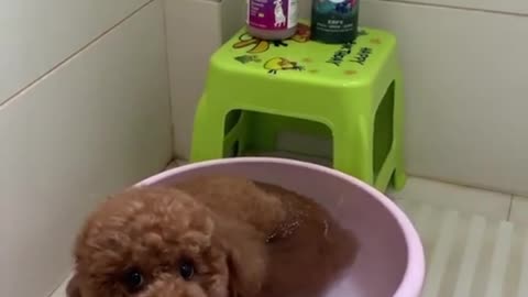 Bath Time with DuoDuo