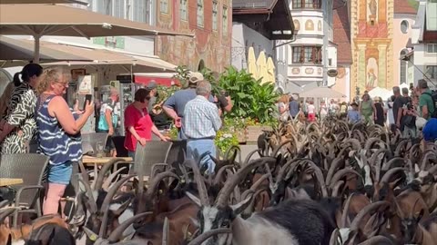 Goat Drive Down From the Mountain Pastures in Mittenwald