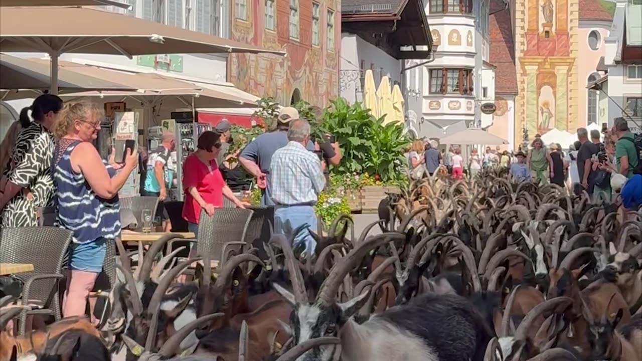 Goat Drive Down From the Mountain Pastures in Mittenwald