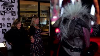 'Deadpool' star Peggy the pugese wins big at canine Oscars