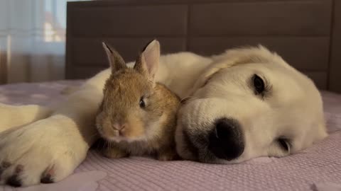Cute Golden Retriever Puppy and Tiny Bunny