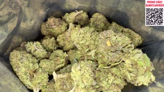 Purple Diesel from THCA Small Buds! Dankin with the Flamingos Review!!